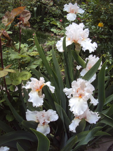 DSC00203