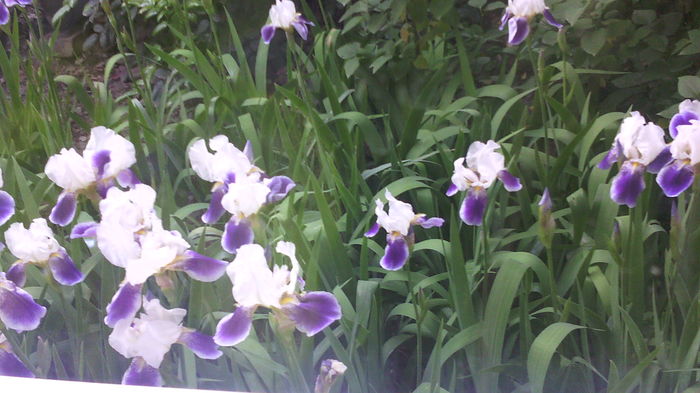 12 Mai - Flori de gradina- 2016