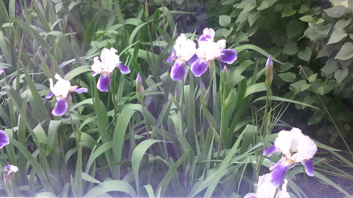  - Flori de gradina- 2016