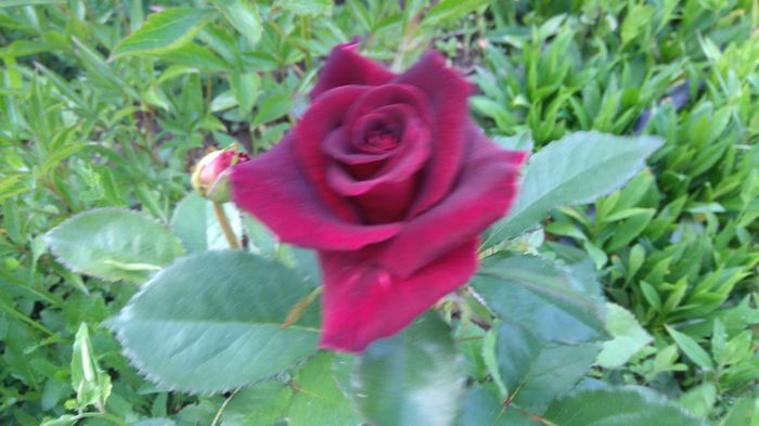 Black Baccara