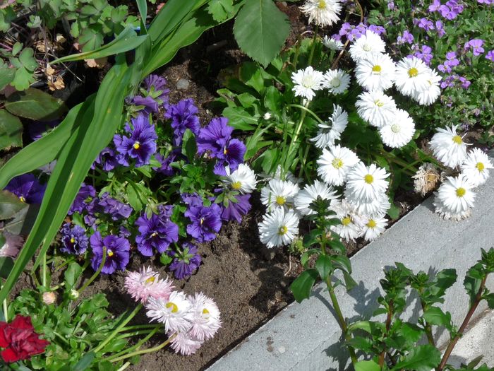 P1820397 - 2016 - 01 - Primavara