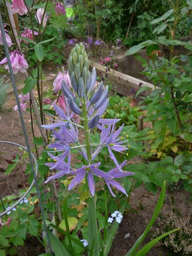  - 2016 - 01 - Primavara