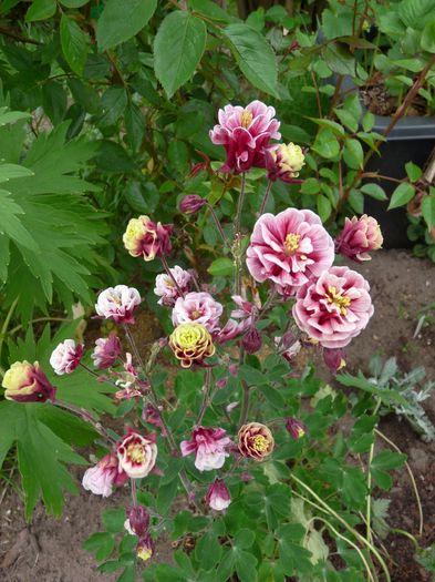 P1820484 - 2016 - 01 - Primavara