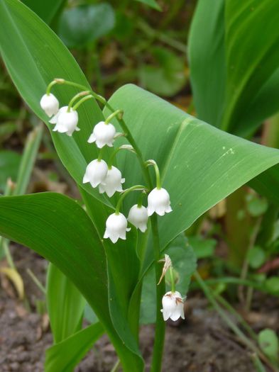 P1820785 - 2016 - 01 - Primavara