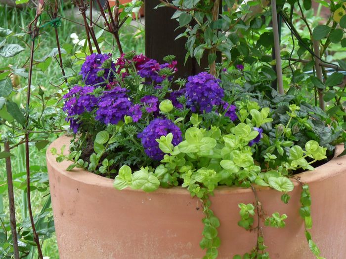 P1820901 - 2016 - 01 - Primavara