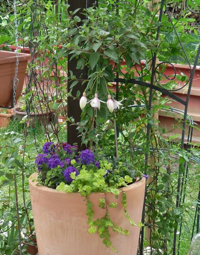 P1820904 - 2016 - 01 - Primavara