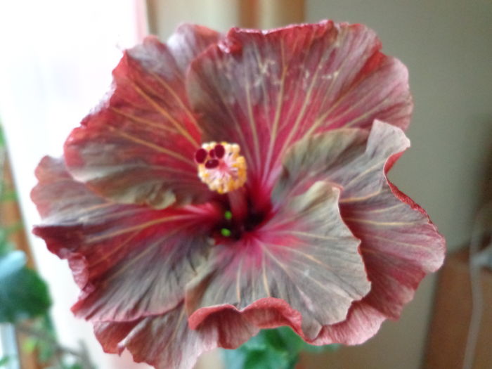 DSC02694 - A-HIBISCUSI 2016