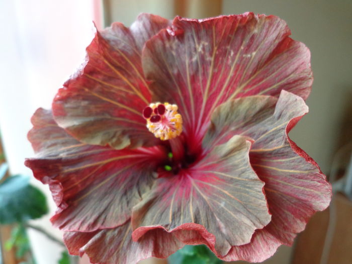 DSC02696 - A-HIBISCUSI 2016
