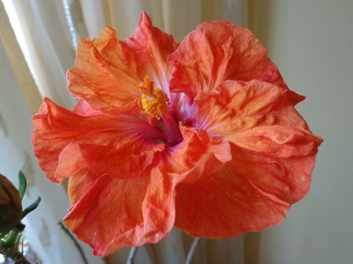 DSC02680 - A-HIBISCUSI 2016