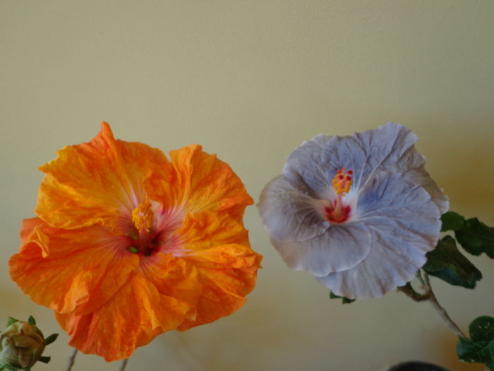 DSC02686 - A-HIBISCUSI 2016