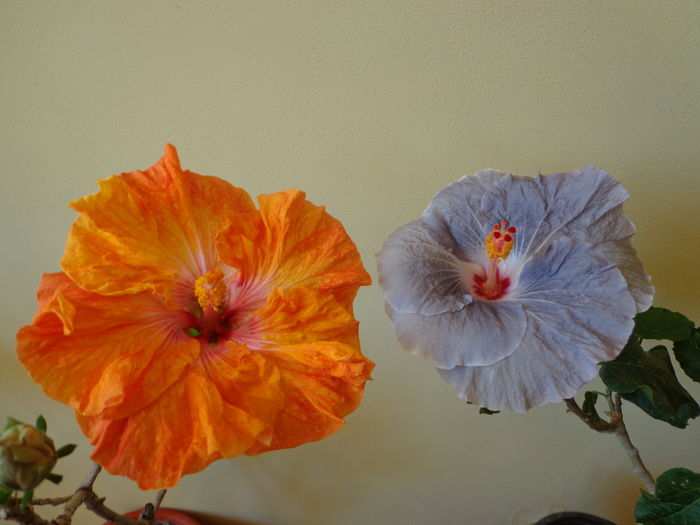 DSC02687 - A-HIBISCUSI 2016