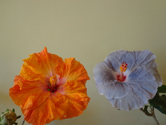DSC02688 - A-HIBISCUSI 2016