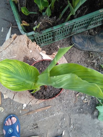 IMG_20160513_182935 - Flori canna indica 2016-