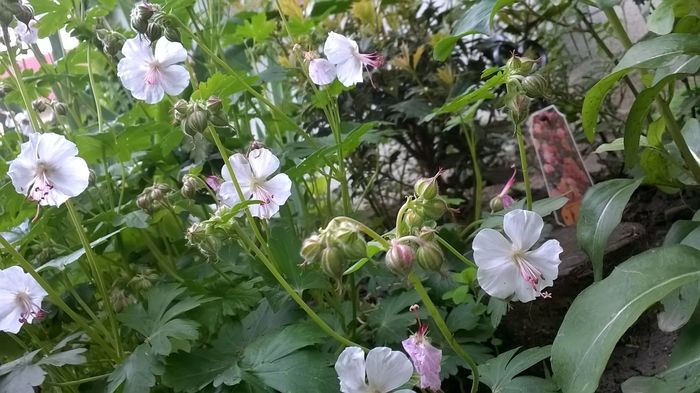 Geranium cantabrigiense  'St Ola'