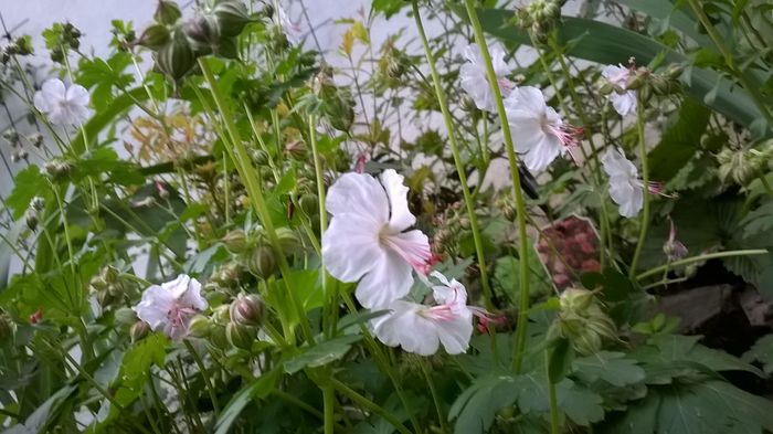 WP_20160512_011 - Geranium si alte perene