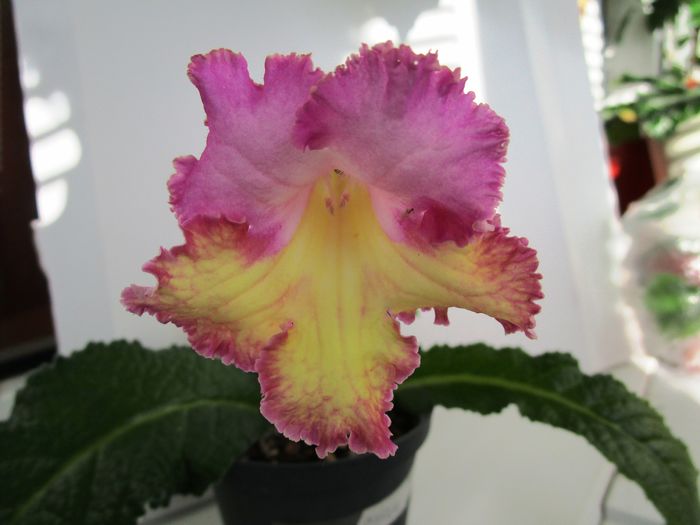 Mira (14-05-2016) - Streptocarpusi 2016