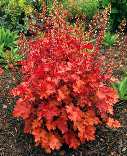 Heuchera_Peach_Crisp_