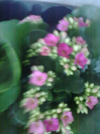 ABCD0009 - flori primite de la fata mea 2016