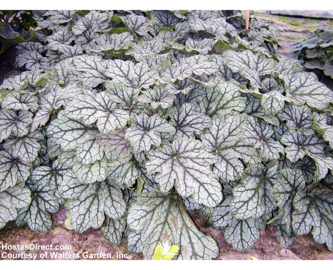 -heuchera venus_