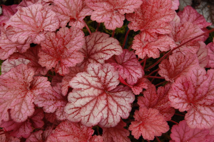 Heuchera_Berry Smothie - ALTE NOUTATI IN GRADINA MEA