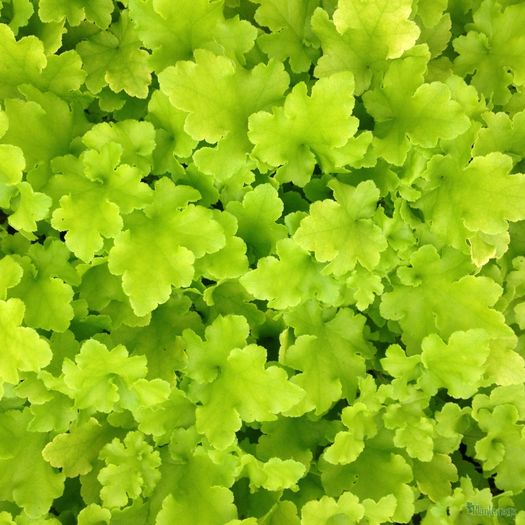 Heuchera  lime marmalade - ALTE NOUTATI IN GRADINA MEA