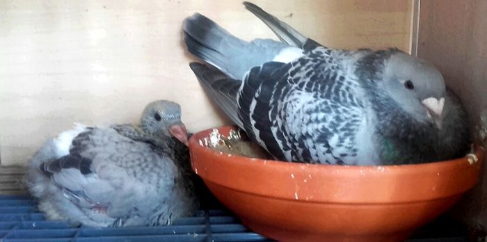 Gata s-a dat jos din cuib . - PENTRU CRESCATORII CARE SE RESPECTA