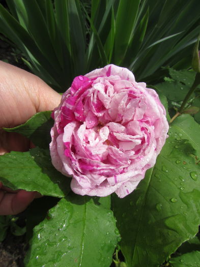 Honorine de Brabant