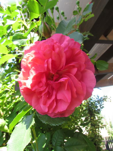 Rosarium Uetersen 21