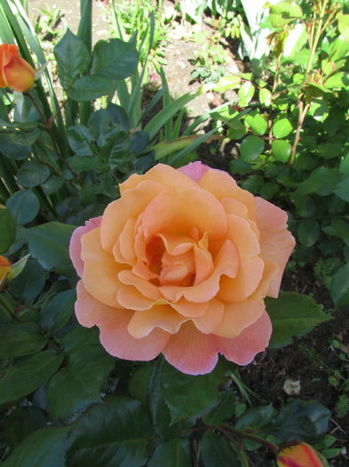 Rosemary Harkness