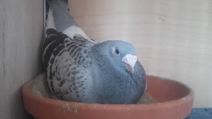 asteapta puisori - PENTRU CRESCATORII CARE SE RESPECTA