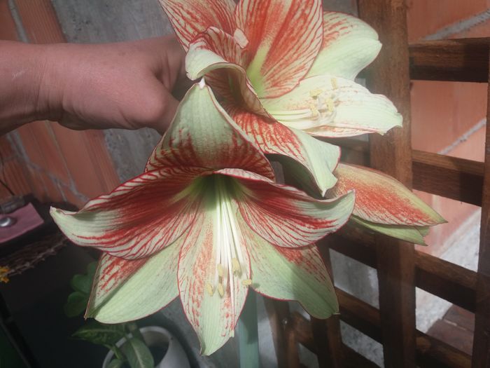 20160514_101326 - de prin jardiniere