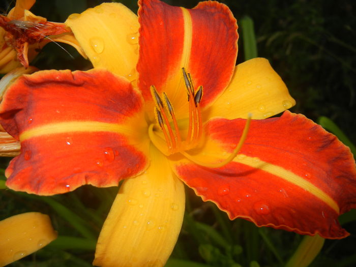 Hemerocallis Frans Hals (2015, July 14)