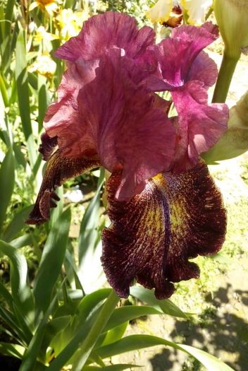 13112878_947347202078441_7312379594858905501_o