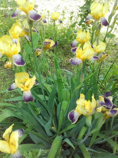 20160514_112139 - Florile mele
