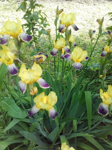 20160514_112134 - Florile mele
