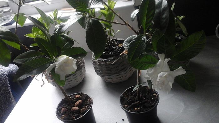 20160514_125507 - Gardenii 2016