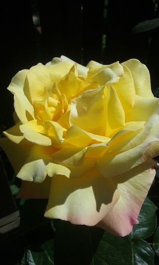 005 - Flori 2016