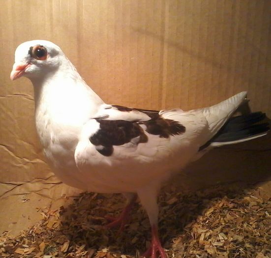 a căzut din florii pe roșu si galben