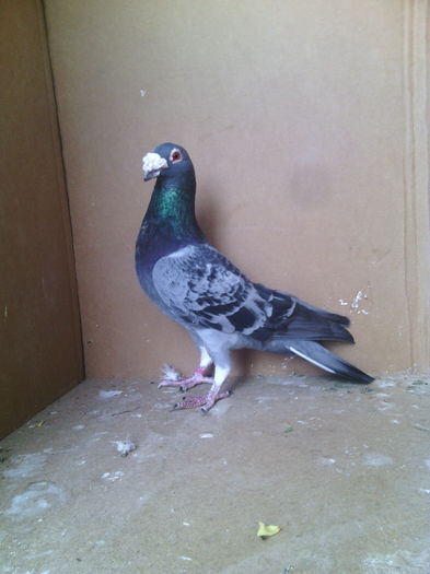 Mascul 2015 - Porumbei vanduti