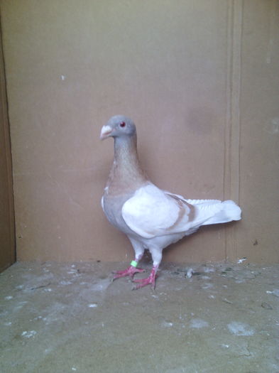 Femela 2015 - Porumbei vanduti