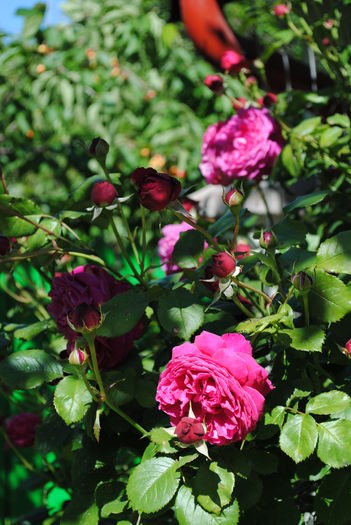 DSC_1547