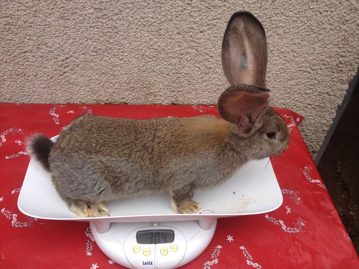 Ro 8 3604(F)Bolya+Knoll; linie Knoll
