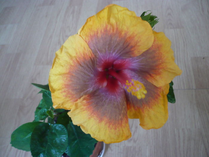 P1260680 - Tahitian Passion Flower