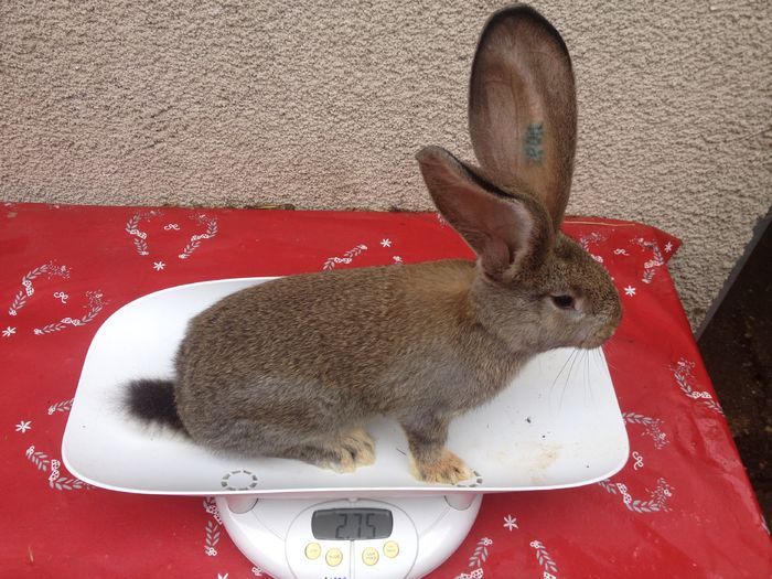 Ro 9 3604(F)Bolya+Knoll; linie Knoll
