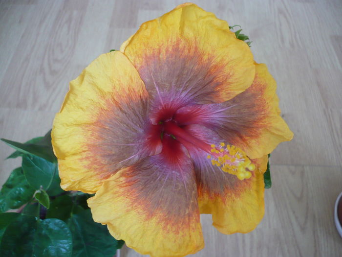 P1260681 - Tahitian Passion Flower