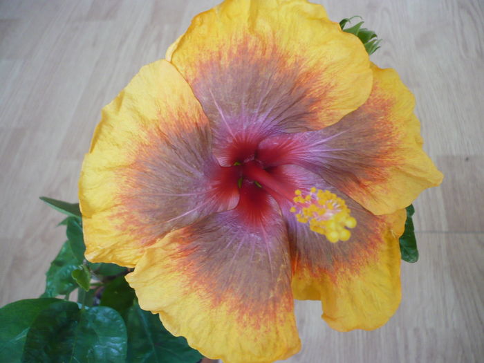 P1260682 - Tahitian Passion Flower