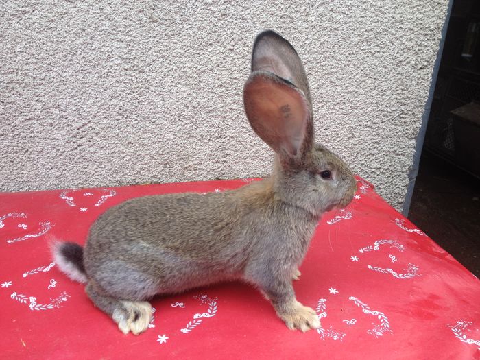 Ro 9 3604(F)Bolya+Knoll; linie Knoll
