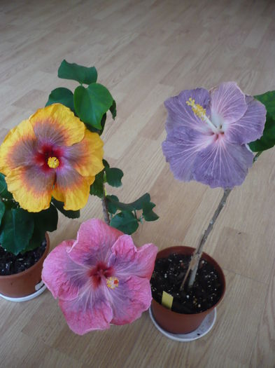 P1260685 - Tahitian Passion Flower
