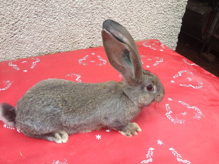 Ro6 3604(M) Bolya+Knoll