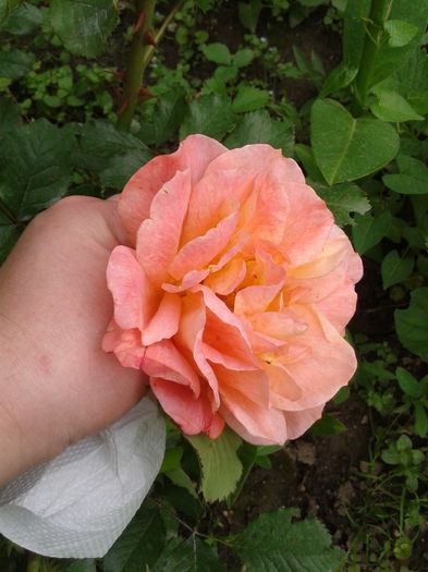 20160514_145916